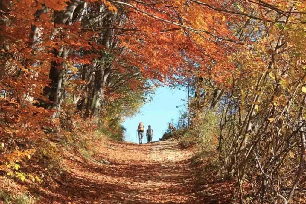 Niezapomniane atrakcje w Pieninach, które musisz zobaczyć